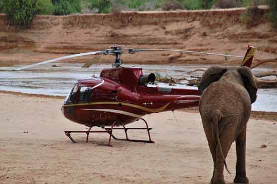 Tech for tuskers: protecting Africa's elephants with Google