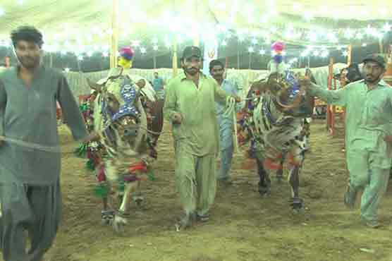 Sacrificial animals on ramp in Karachi's cattle market