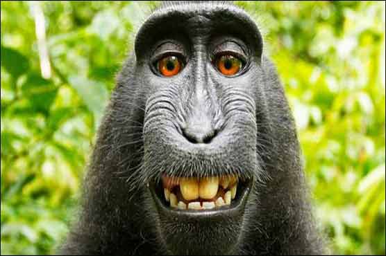 Monkey who took grinning 'selfie' should own copyright: U.S. lawsuit