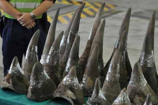 Irishman extradited to US for rhino horn trafficking