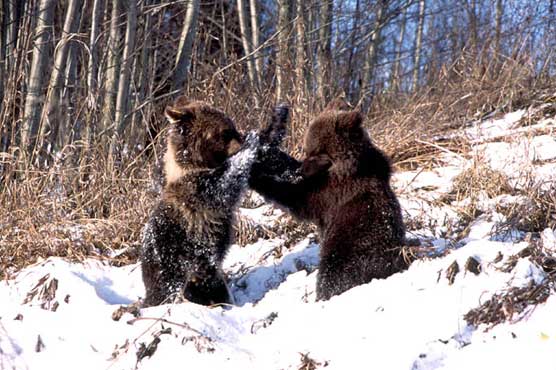 Bear necessity: Hungry scavengers threaten Siberian villages 