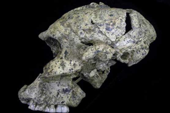 I'm all ears: fossils reveal human ancestors' hearing abilities