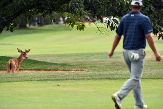 Oregon town seeks solutions to droves of fearless deer