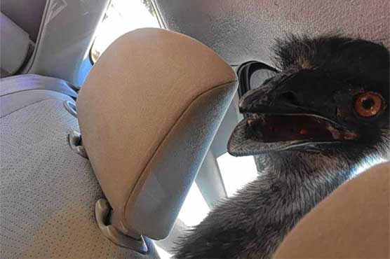 Loose emu recognizes owner, returns home in back of a Prius