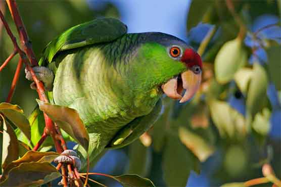 New Jersey woman told to quiet down her parrots