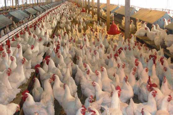 Chicken price surges to Rs 360/kg in Karachi