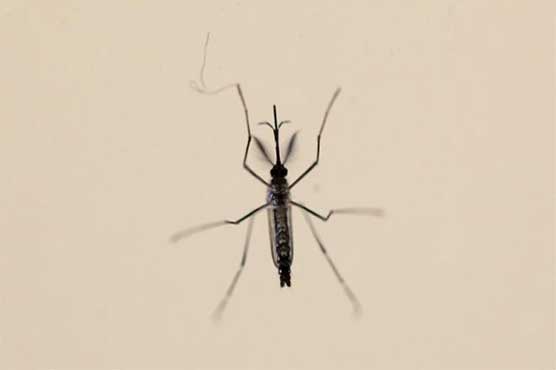 Zika mystery deepens with evidence of nerve cell infections