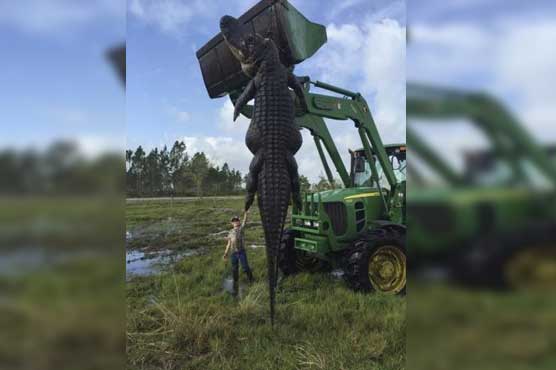 'Monster' alligator killed in Florida hunt