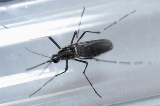 Brazilian scientists find new Zika-linked brain disorder in adults