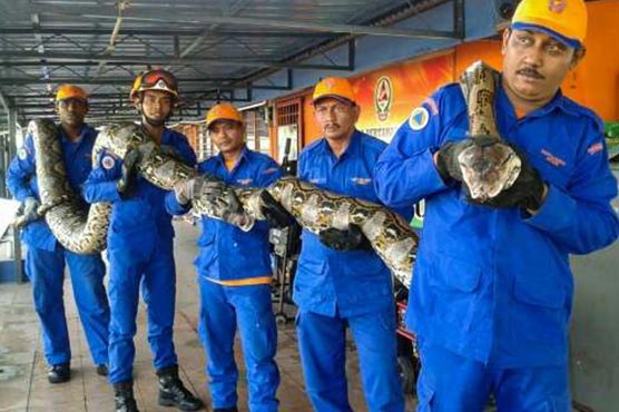 Giant python found on Malaysian building site