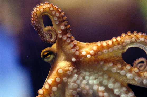 Inky the octopus makes great escape from New Zealand aquarium