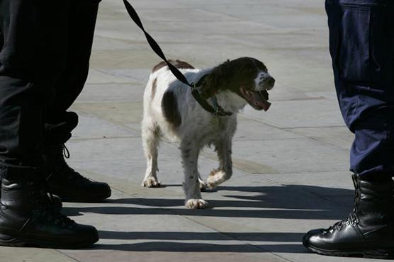 UK airport sniffer dogs good at finding sausages, but not drugs