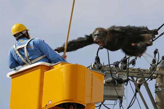 Chimp flees Japan zoo, caught after falling from power pole