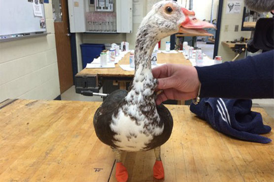 3D printer used to create new feet for duck