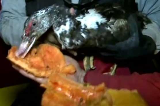 Lucky duck pulled from rubble 5 days after Ecuador quake