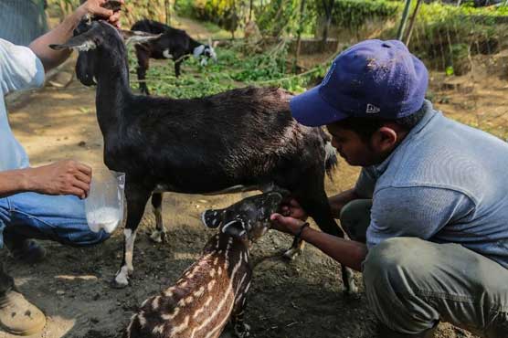 Goats play mother to abandoned tapir in Nicaragua zoo