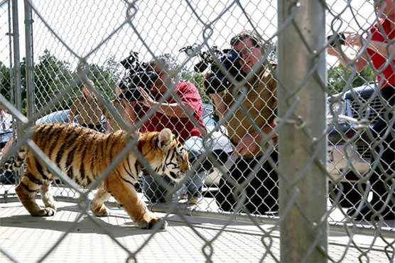 Tiger wearing collar with leash caught in South Texas city