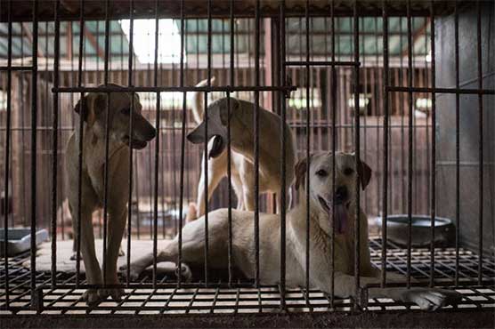 Korean dog meat farmers seek fresh start