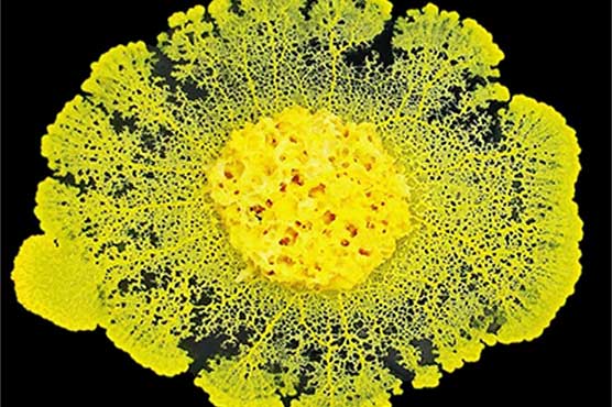 Intelligent? Brainless slime can 'learn': study