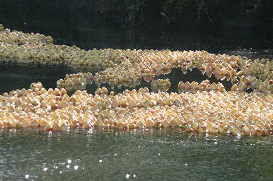 Winner of rubber duck race can dine anywhere in the world