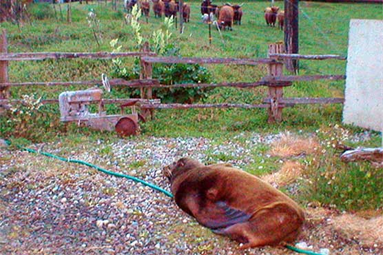 Sea lion that made strange, 50-mile trek to ranch found dead