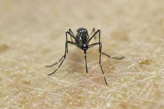 US reports first Zika-related death in Puerto Rico