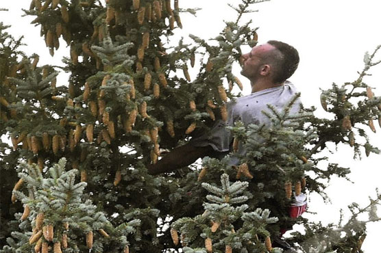 Man takes to tree to avoid police, surrenders after 5 hours