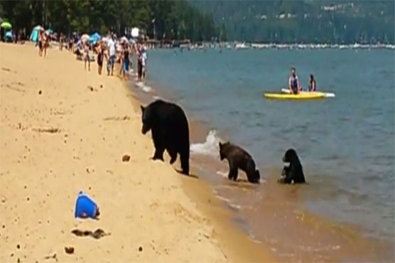 Bears put on a show by splashing around busy Lake Tahoe