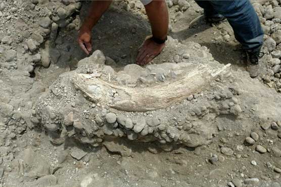 Preston man finds rare mammoth tusk