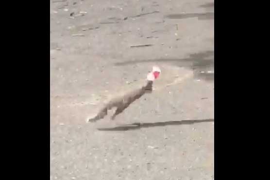 Rescuers free squirrel with head stuck in cup