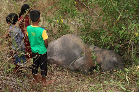Four elephants killed by Sri Lankan train