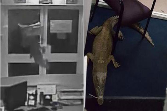 Police hunt men who dumped crocodiles in Australian school