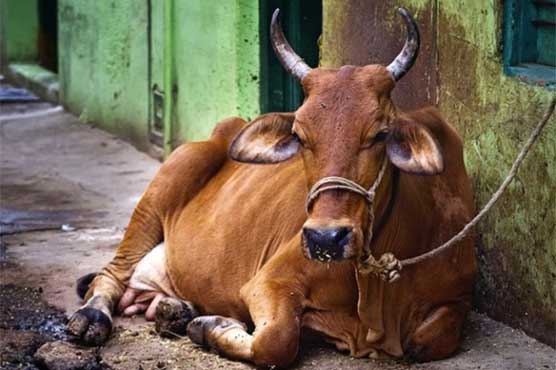 Indian authorities restrict cattle excretion