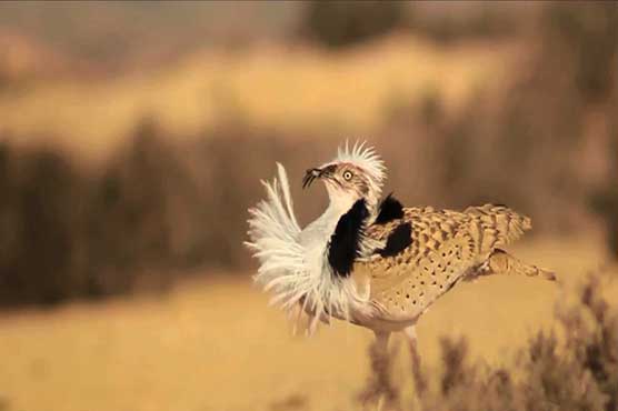 KP govt adamant over hunting ban