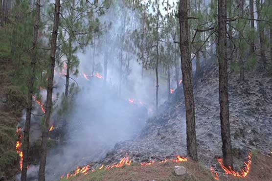 Shogran jungle fire extinguished after seven days