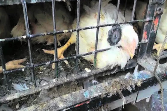 Lahore: PFA seizes 6000kg unhygienic meat