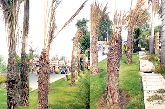Multan: PHA allegedly involve in disappearance of million-worth date palms