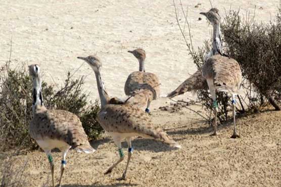 Rs25 crore issued for houbara bustard endowment fund
