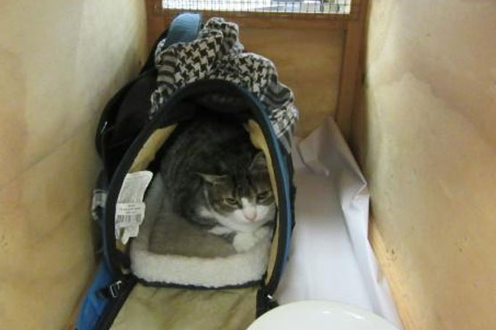 Kitty smuggler lets cat out of the bag in New Zealand