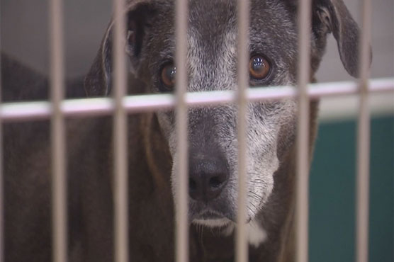 Woman leaves entire $1.2 million estate to animal shelter