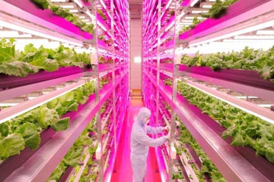 World's first 'robot run' farm to open in Japan