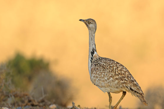 Supreme Court lifts ban on houbara bustard hunting