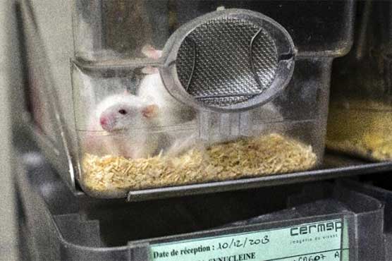 Removing aged cells boosts longevity in mice: study