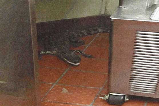 Fries with that? Man accused of tossing gator at drive-thru