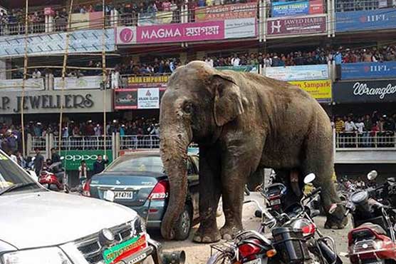 Wild elephant goes on rampage in Indian town