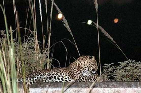 Schools shut in India's Bangalore after 'leopard sighting'