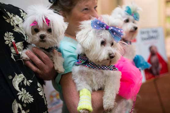 80s-inspired fashion show draws four-legged models