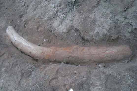 Pakistan scientists 'find 1.1 million year-old stegodon tusk'