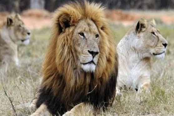 Lions on the loose in Kenyan capital