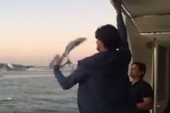 Giant Irfan hand catches flying seagull